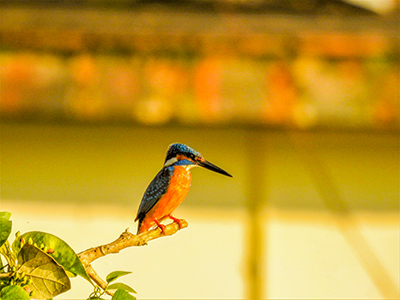 Bird Watching in Mudumalai